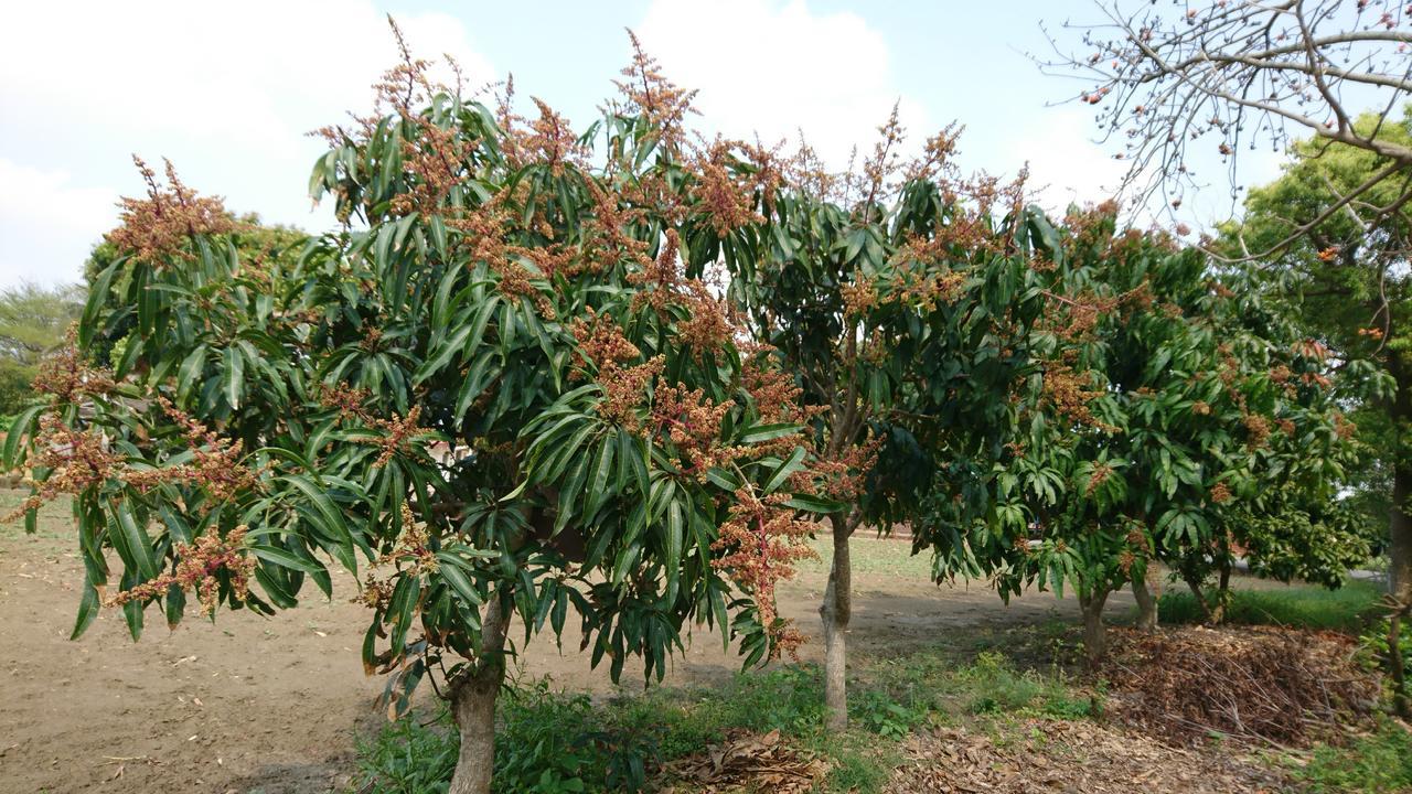 Dongshi  Sky Gift Traditional Farm B&B מראה חיצוני תמונה